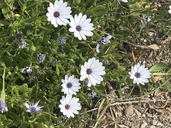 <h3><a href="/trips/kreta/biota/plantae/tracheophyta/magnoliopsida/asterales/asteraceae/osteospermum ecklonis/osteospermum ecklonis-nl.html">Osteospermum&nbsp;ecklonis</a> / Vanstaden's&nbsp;river&nbsp;daisy / </h3>Apple iPhone